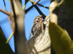Diceroprocta viridifascia