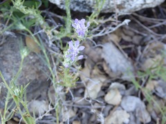 Eriastrum densifolium
