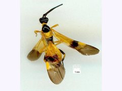 Iphiaulax dubitorius