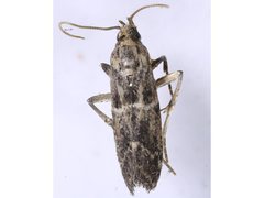Ecbletodes psephenias