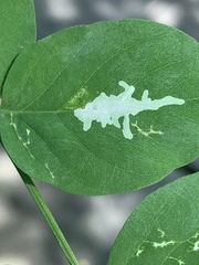 Parectopa robiniella