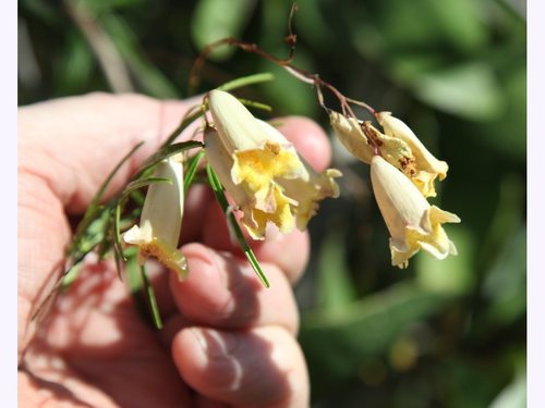 Pandorea linearis