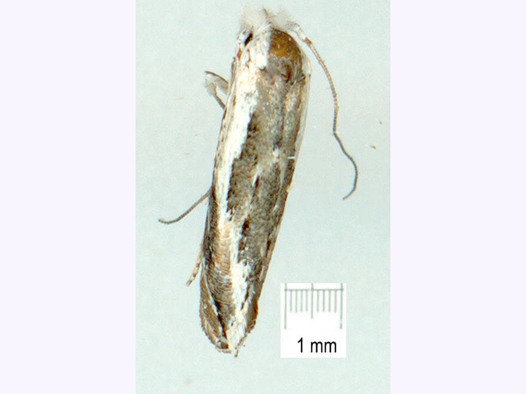 Argyresthia notoleuca