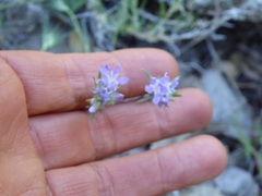 Eriastrum densifolium