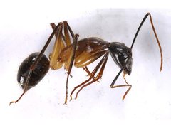 Camponotus confusus