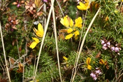 Ulex gallii