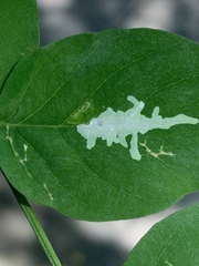 Parectopa robiniella