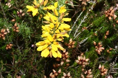 Ulex gallii