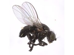 Silba imitata
