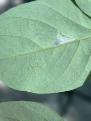 Parectopa robiniella