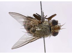 Ceromya norma