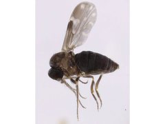 Culicoides williwilli