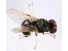 Damaromyia clivosa