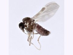 Culicoides antennalis