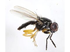 Protopiophila contecta