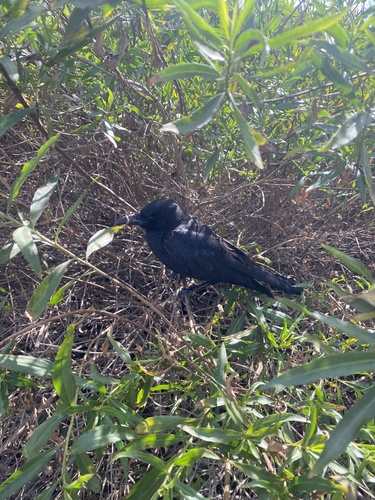 iNaturalist observation photo of American Crow