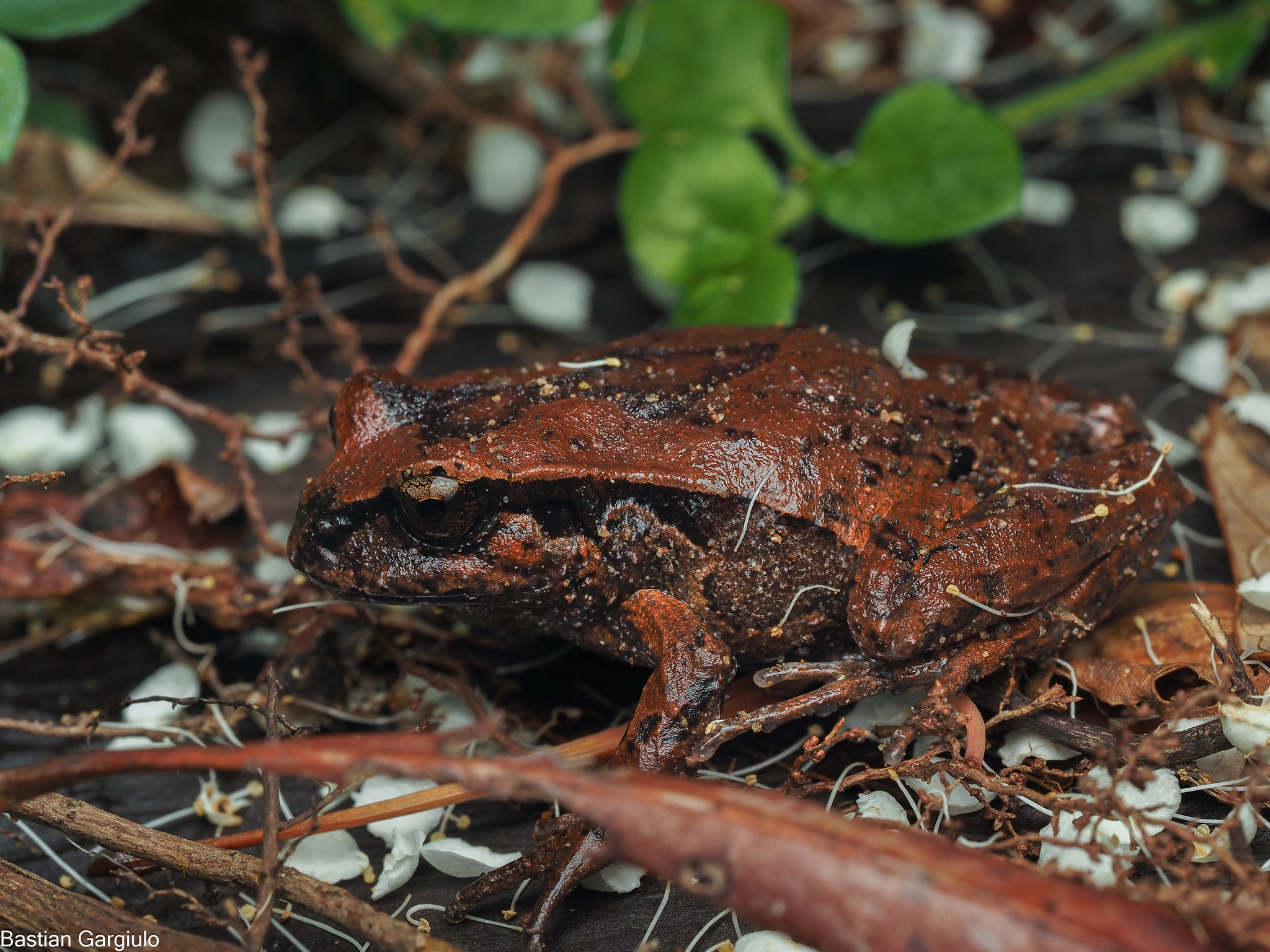 Eupsophus calcaratus (Günther, 1881)