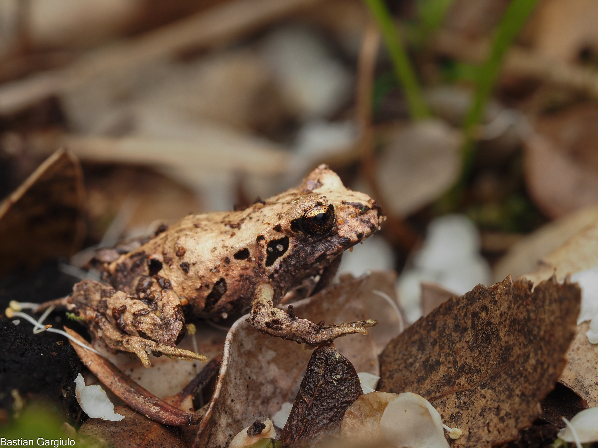 Eupsophus calcaratus (Günther, 1881)