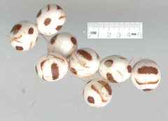 Cyclophragma cyclomela