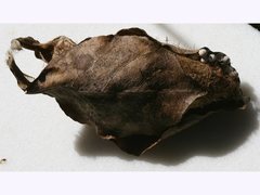 Cyclophragma cyclomela