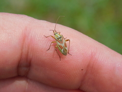 Calocoris roseomaculatus