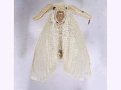 Euproctis galactopis