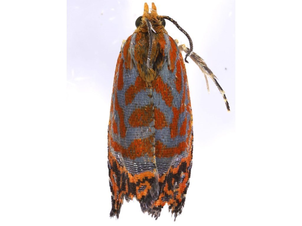 Loboschiza martia
