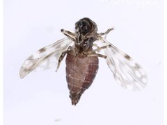 Culicoides marksi