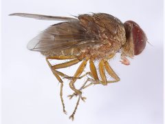 Palpostoma aldrichi