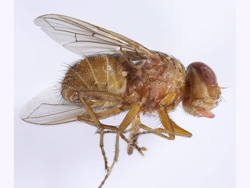 Palpostoma aldrichi