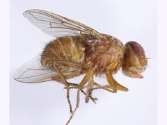 Palpostoma aldrichi
