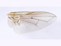 Palpostoma aldrichi