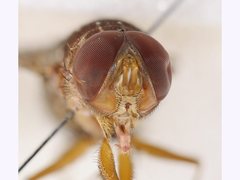 Palpostoma aldrichi