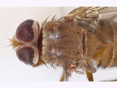 Palpostoma aldrichi