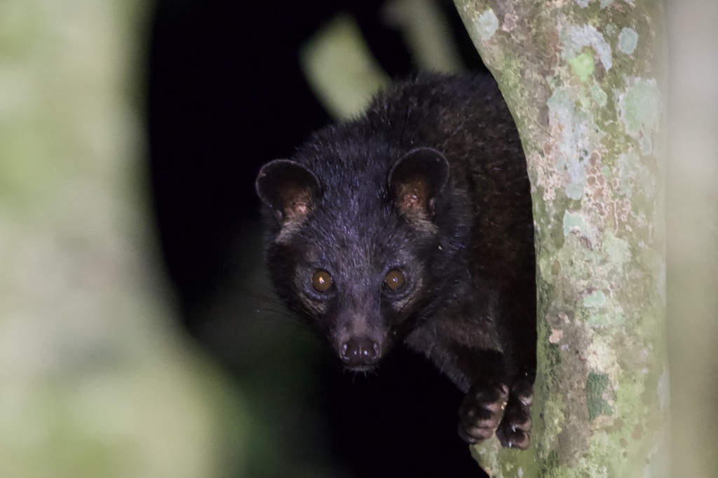 Jerdon's Palm Civet