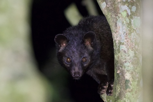 Brown Palm Civet (Paradoxurus jerdoni) — Least Concern Mammalia