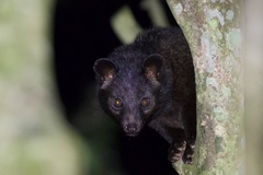 Jerdon's Palm Civet photo 1