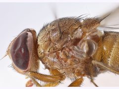 Palpostoma aldrichi