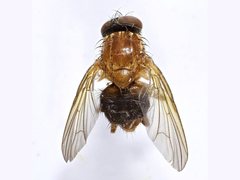 Dichaetomyia johannis