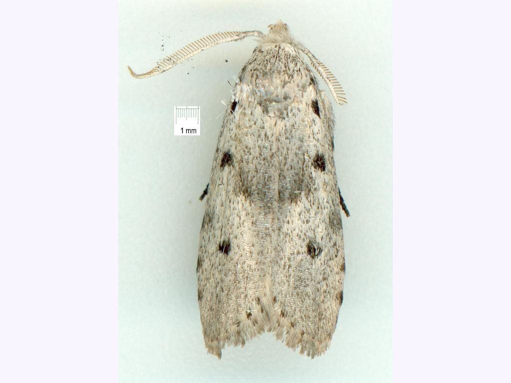 Cryptophasa tecta
