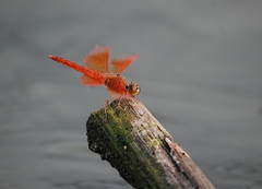 Brachythemis contaminata