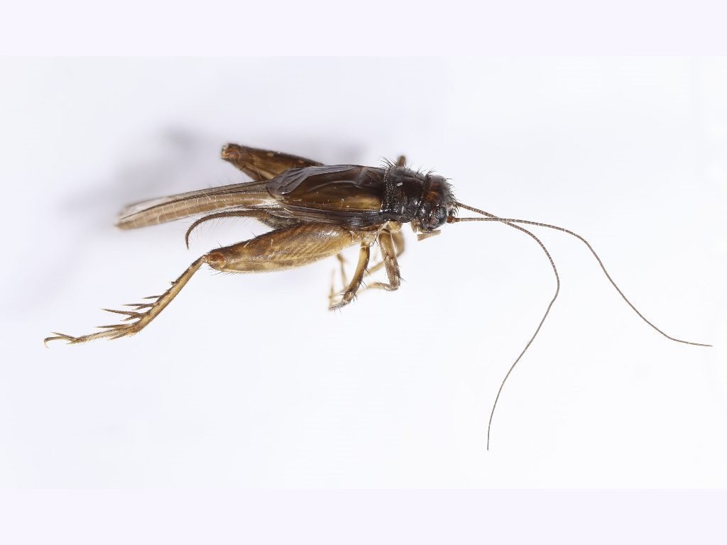 Pteronemobius unicolor