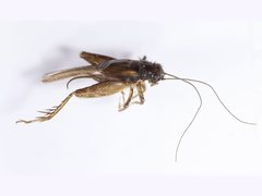 Pteronemobius unicolor