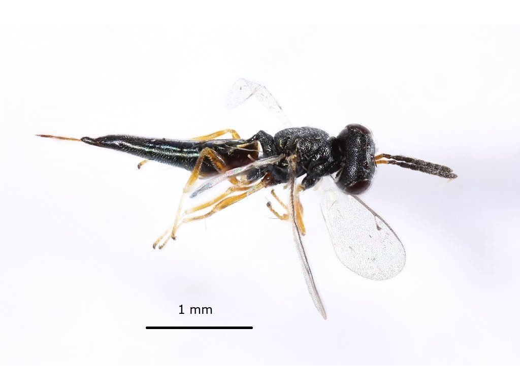 Eurydinotomorpha