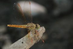 Brachythemis contaminata