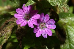 Geranium pyrenaicum