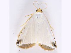 Eublemma vestalis