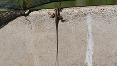 Amphibolurinae