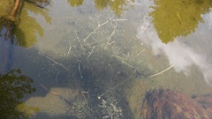 Ranunculus confervoides