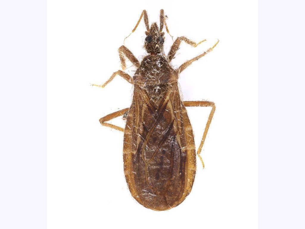 Opistoplatys fuscus